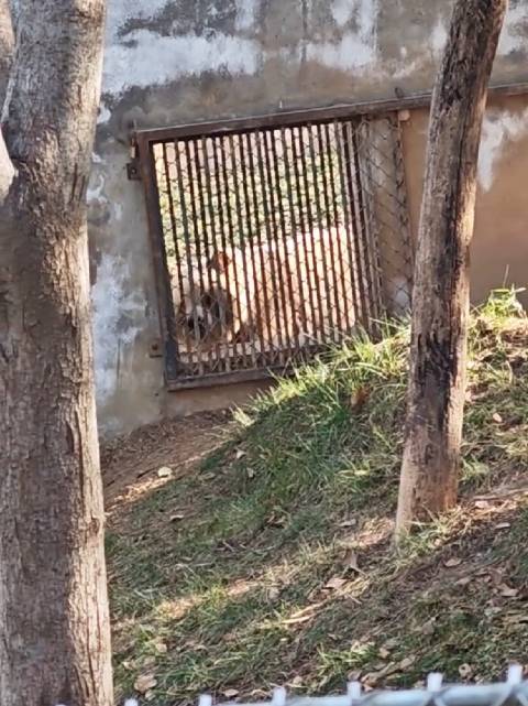 七仔频繁互动遭永永无视，熊猫社交引关注