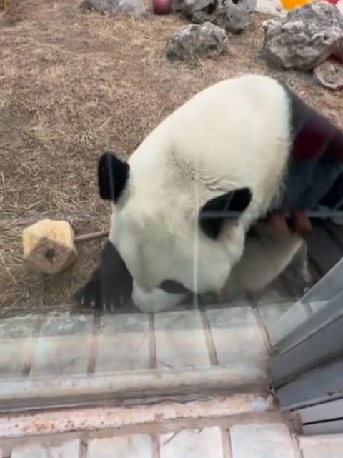 萌兰搞大事！把整片墙的墙砖都拆了！萌兰一生都在研究越狱，让他出去看看吧