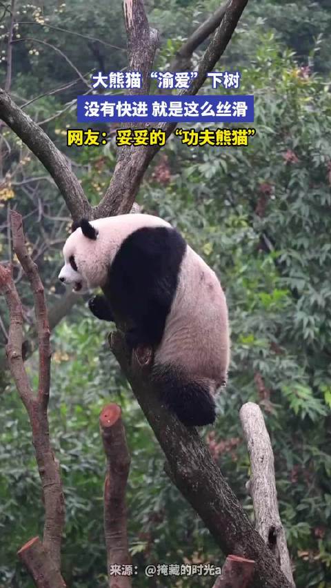 大熊猫“渝爱”下树，没有快进就是这么丝滑，妥妥的“功夫熊猫”
