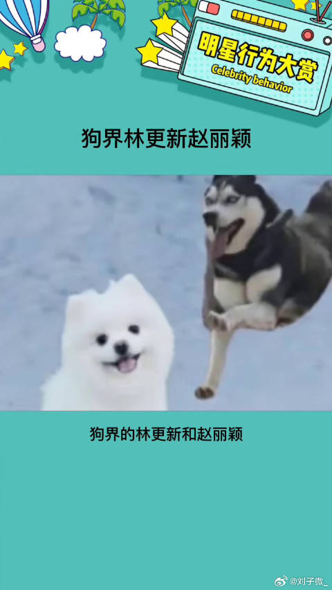 二哈追博美，狗界赵丽颖 哈哈哈也太可爱了微博VC计划