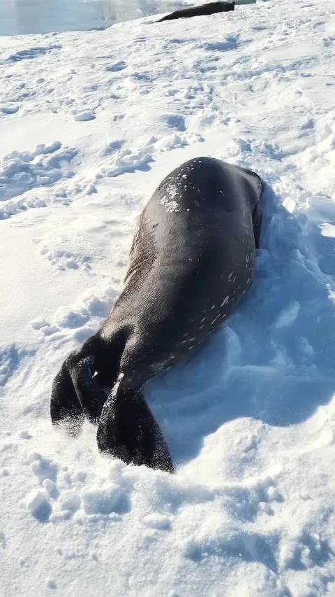 威德尔海豹南极雪地用脚制作天使图案