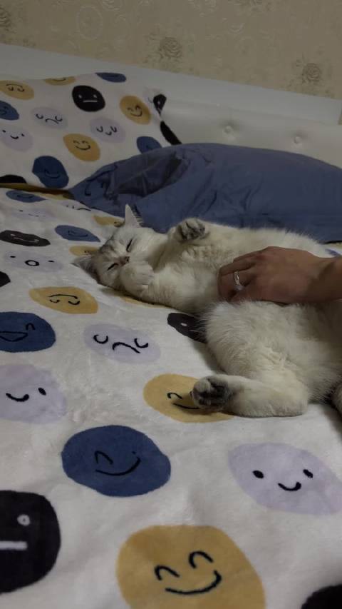 爸爸妈妈把我的小猫送到合肥啦开心开心