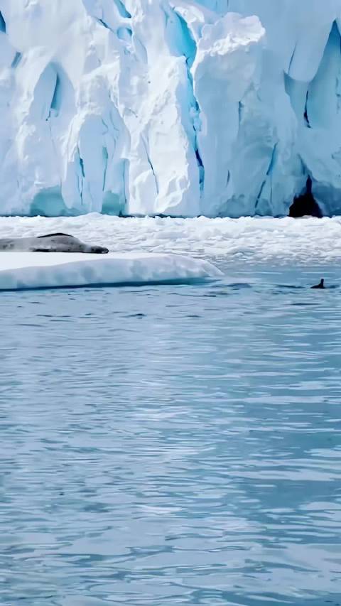 当美餐上桌时，海豹却没有准备好， 企鹅：溜了溜了