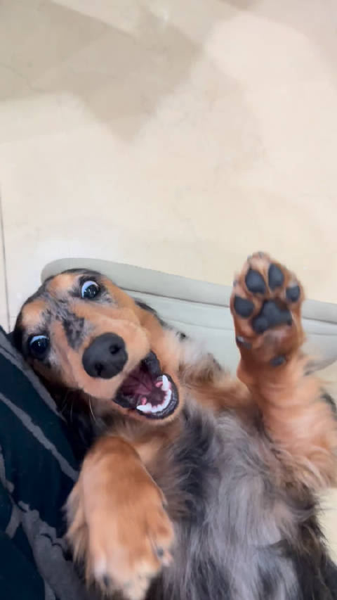 真让你咬又不乐意了