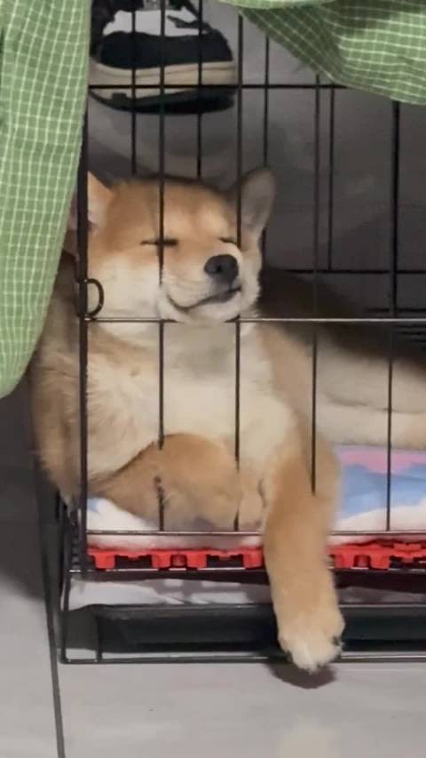 狗子睡出越狱的感觉，论一个狗子能睡多香 ：下班的幸福生活