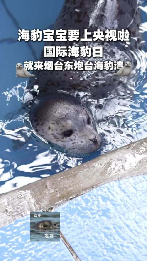 烟台的海豹宝宝要上央视啦，3月1日是国际海豹日，来海豹湾和海豹宝宝一起过吧