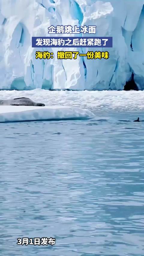 企鹅跳上冰面，发现海豹之后赶紧跑了，海豹：撤回了一份美味