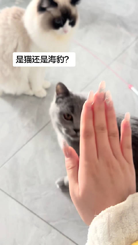 小饺子求摸摸引热议，是猫还是海豹