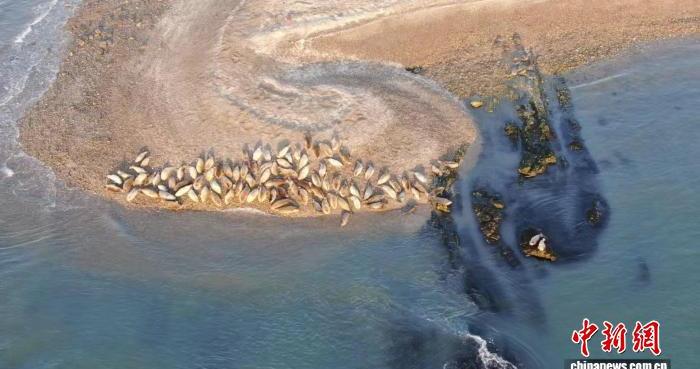 国际海豹日：辽东湾斑海豹种群已稳定在2000头左右