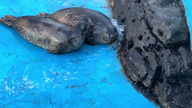 可爱的海豹 堵不住的水花不是豹豹的无能！是豹豹真的喝不动了哈哈哈哈