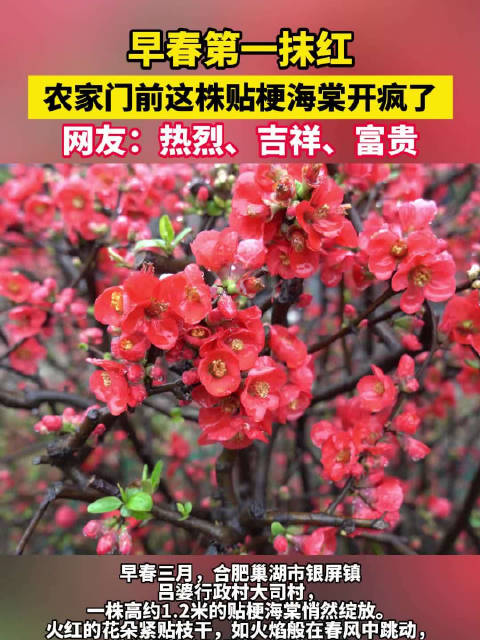 合肥一抹红惊艳了春天
