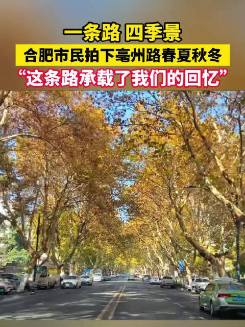 一条路看合肥四季浪漫
