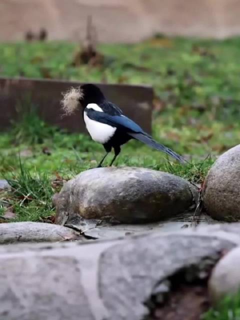 喜鹊每年都来薅七仔的熊毛搭窝，仔仔脾气好好