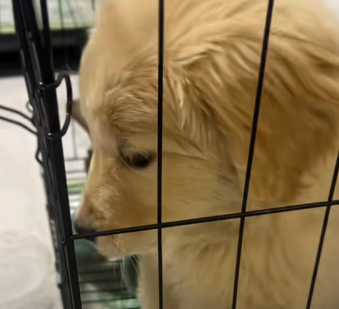 狗狗的哪些日常迷惑行为，可以用‘底层代码冲突’来解释？