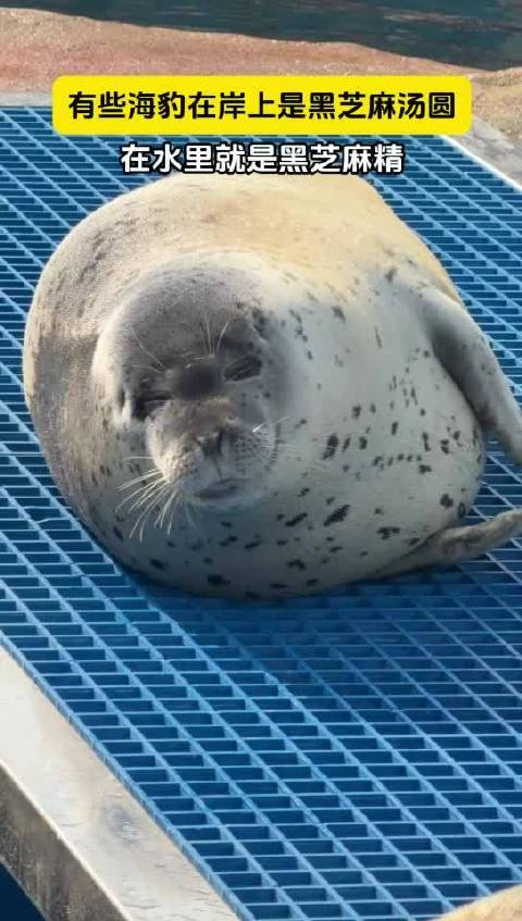 青岛一新生海豹神似糯米团子