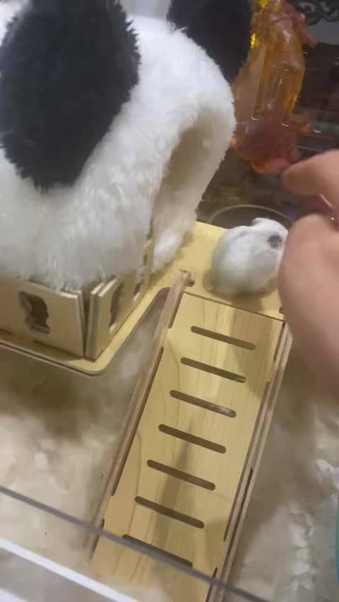 王源粉丝担忧养不好仓鼠盼其健康成长
