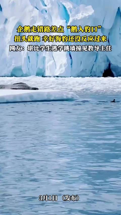 企鹅误闯海豹领地惊险逃脱