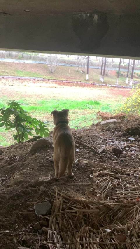 狮子一样哈哈哈哈哈