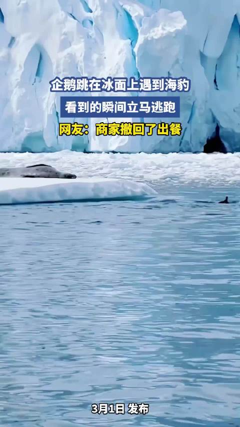企鹅跳在冰面上遇到海豹，看到的瞬间立马逃跑，网友：商家撤回了出餐！