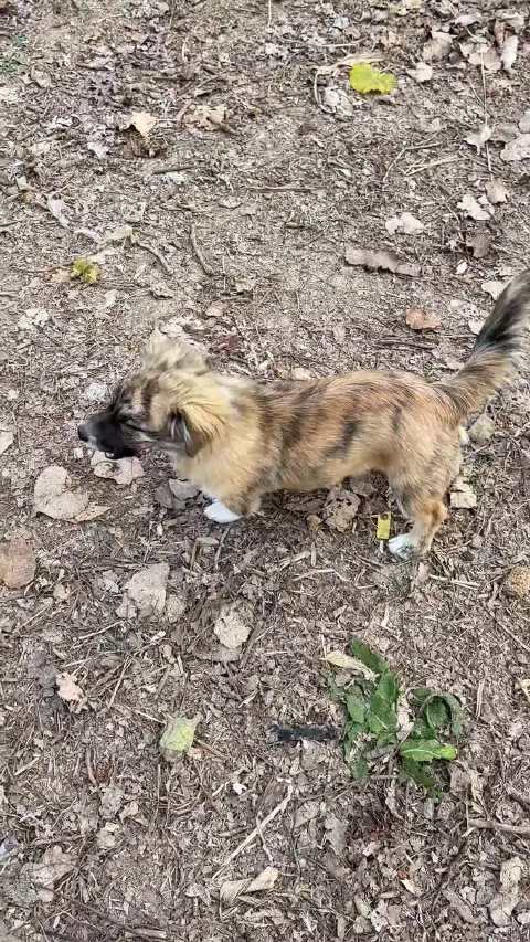 翻到一个月前拍的隔壁村王大锤来看望仔仔的视频 ，该不该告诉大黑啊