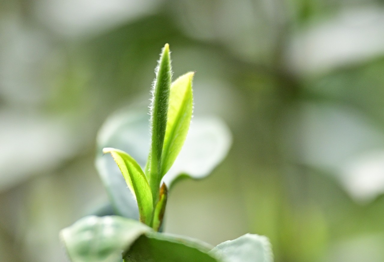 “留言板”书记出圈，长红之道在机制深耕