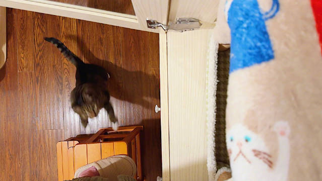 沉氏养居场皮卡偷吃干粮跳高劲足