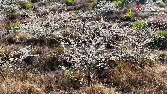 尤溪李花盛放满山春色，李云霄歌声伴美景