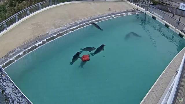 幼年海豹遭鸟袭同伴相助，后推水果盒谢恩