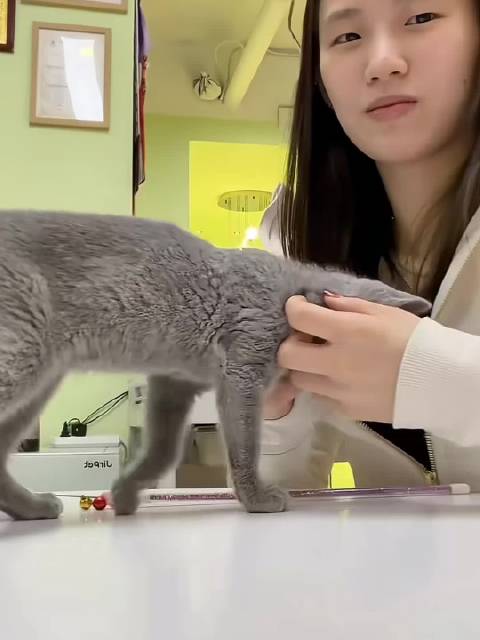 2026.0303dy更新 元宵节快乐 乐乐和猫猫 又在爬墙的乐