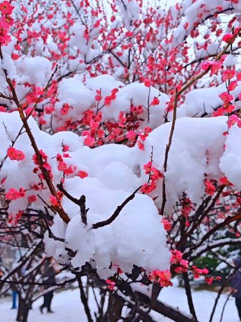 邢台达活泉公园雪后梅花绽放，市民驻足赏景