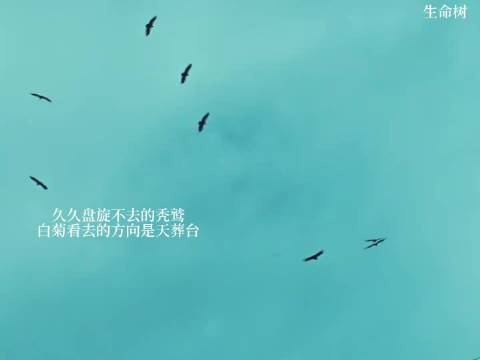 久久盘旋的秃鹫，白菊看去的方向是天葬台