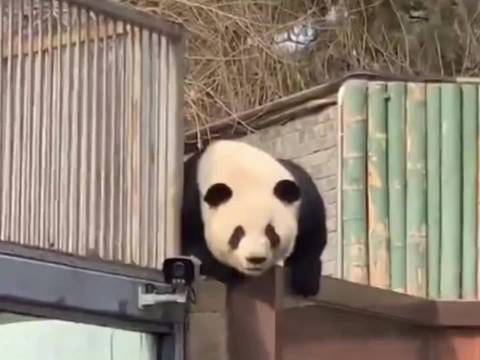 大熊猫萌兰徒手扒墙锤砖刨地越狱，园方紧急修围墙