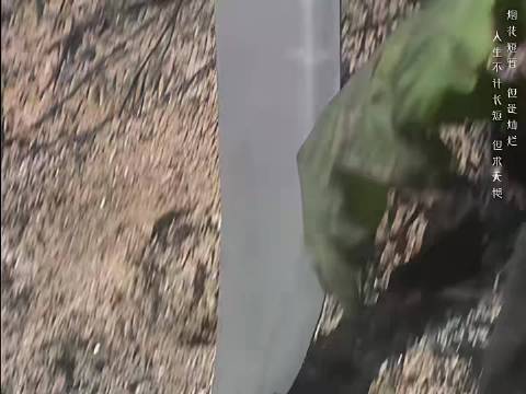 烟花刺客：古天乐鲜为人知的武侠角色，堪比杨过！