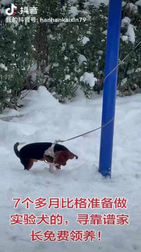 北京实验比格犬寻领养，需签协议绝育办证