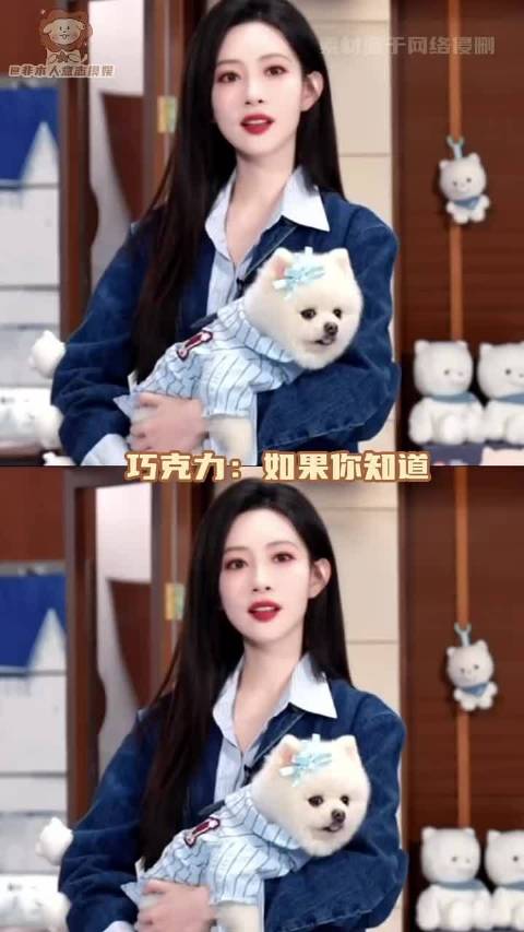 已经在羡慕巧克力的狗生了