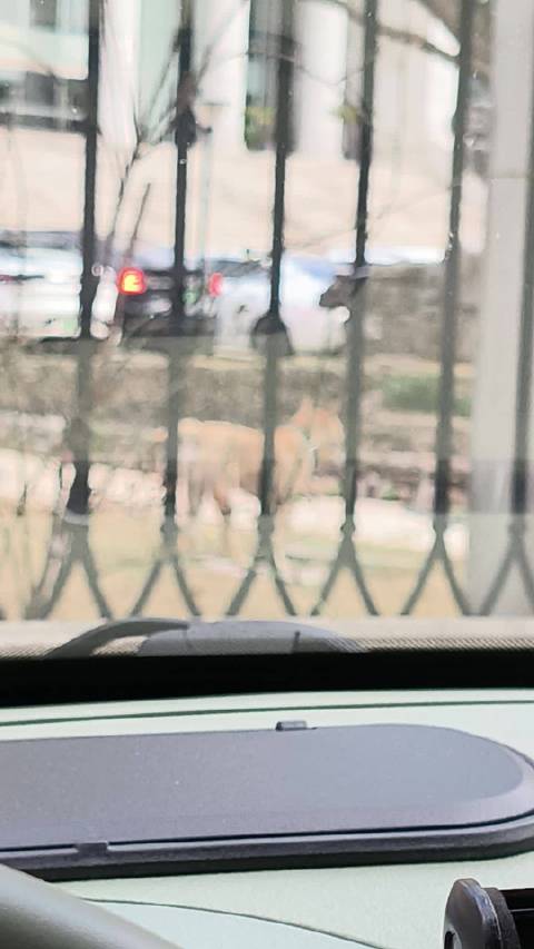 消防的小狗老是"越狱"跑到法院偷吃