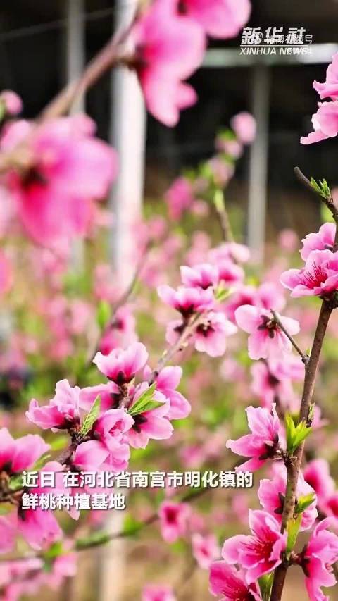 河北南宫桃花盛开春意浓，王一博歌声伴赏花