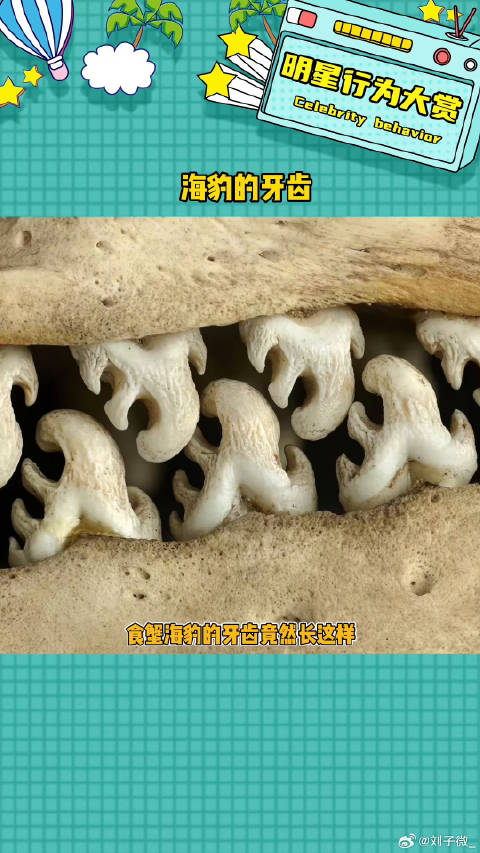 好奇奇怪怪，好特别啊海豹 微博VC计划