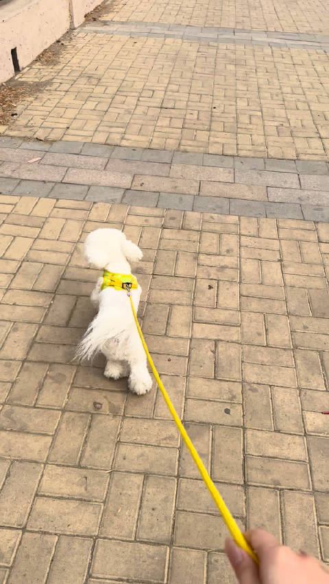 幸福小狗和幸福狗妈 以及非常想开皮卡去玩的狗爸