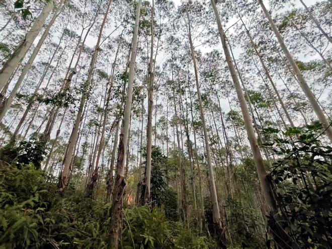 “他一定很爱你”，逃离广西桉树的“阿杜哥”，又回来了！