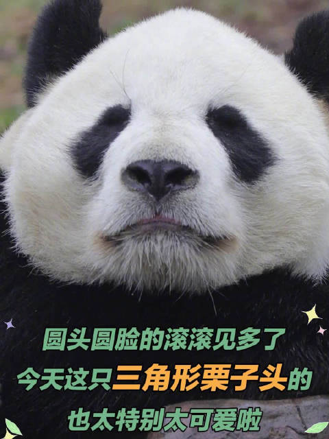 清晨微光唤醒新一天，熊猫守护者倡导活在当下