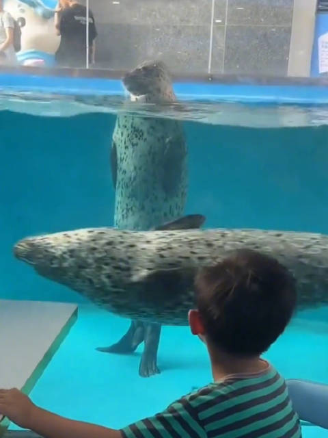 海豹就是天生的“喜剧演员”，各种逗比瞬间，真实豹可爱了