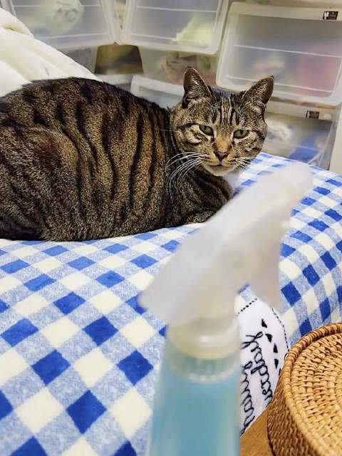 沉氏养居场皮卡伸懒腰吐舌丑态难拍正脸