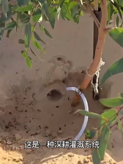 沙特在沙漠种树的秘诀