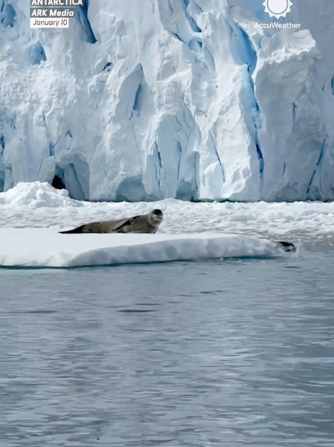 海豹: 还没到饭点儿 咋就送吃的来了