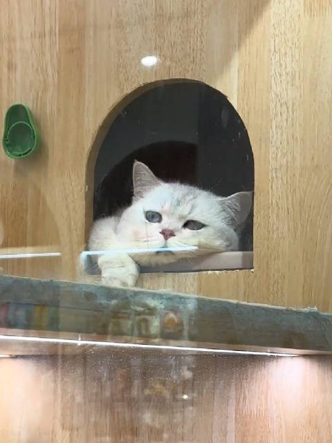 给你瞅瞅，属哪吒的猫猫