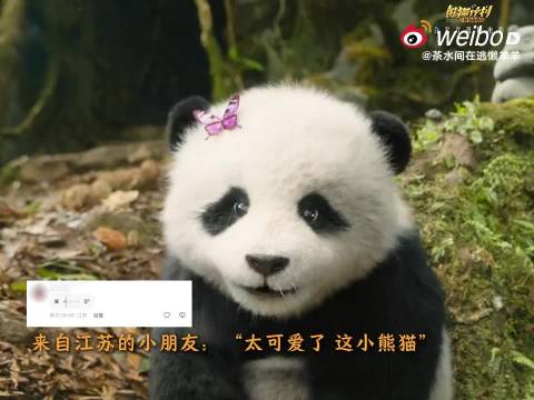 终于带娃打卡了《熊猫计划之部落奇遇记》