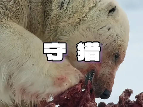 在冰封的北极荒原，北极熊如何觅食？怀抱幼崽的熊妈妈，每一步都踏在生存边缘
