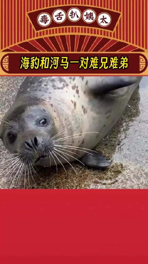 觉得命苦的可以看看河马和海豹了海豹