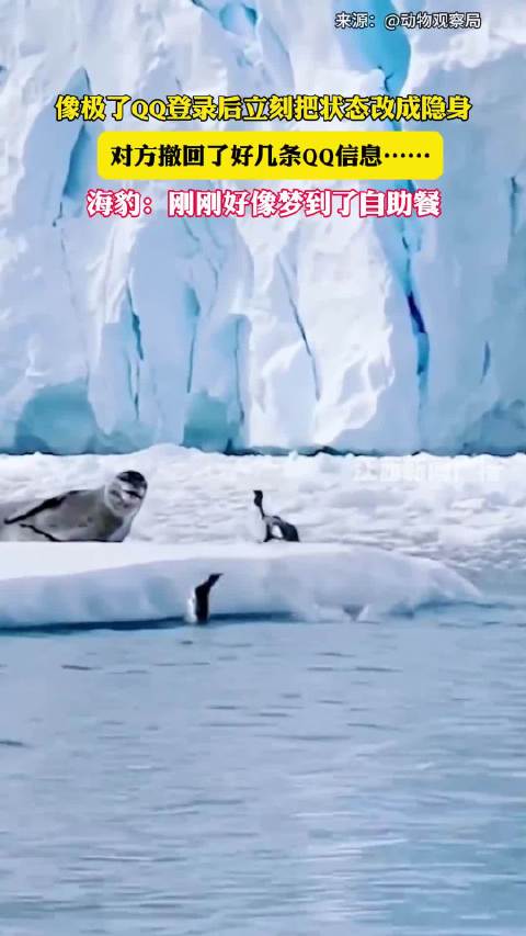 海豹梦到自助餐撤回多条QQ信息